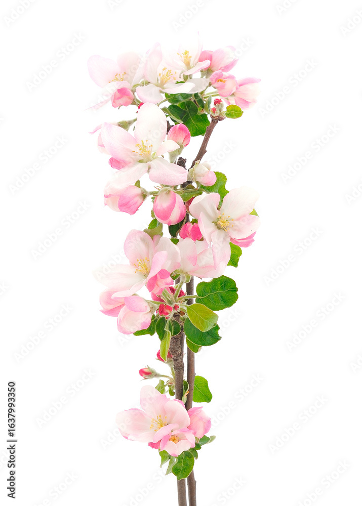 Fototapeta premium Flowering branch of apples.