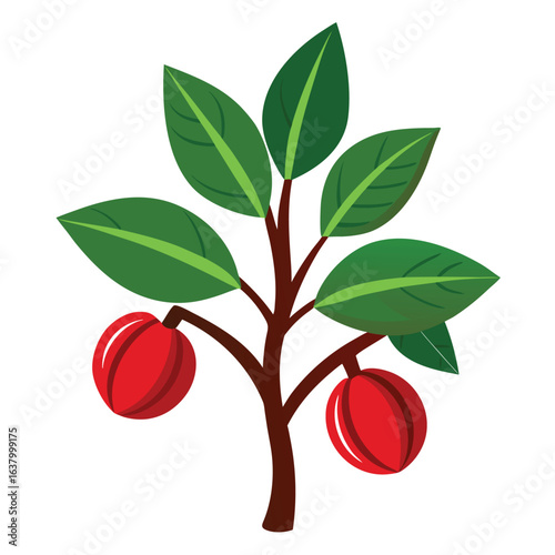 Nutmeg tree with red nutmeg fruits opening on branches tropical spice plant illustration