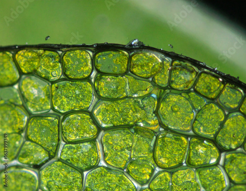 Microscopic View of Green Plant Cells with Water Droplets on the Edge, Close-Up