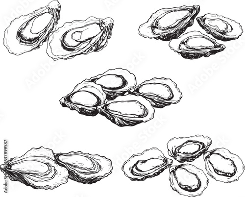 Oyster Line Drawing Silhouette Illustration Material
