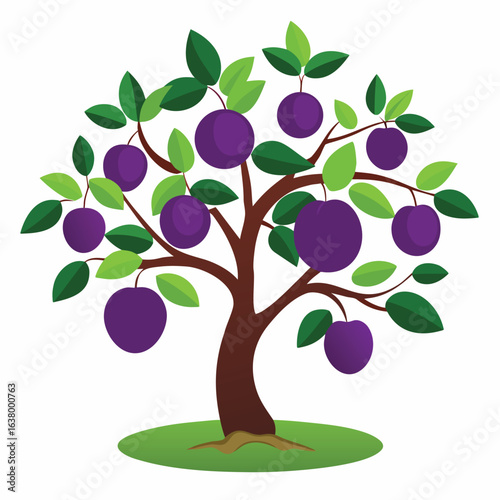 Plum tree with dark leaves and purple plums hanging botanical fruit illustration