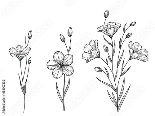 Set of hand-drawn flax flower botanical illustrations. Collection of isolated linum plants in a vintage sketch and engraving style.