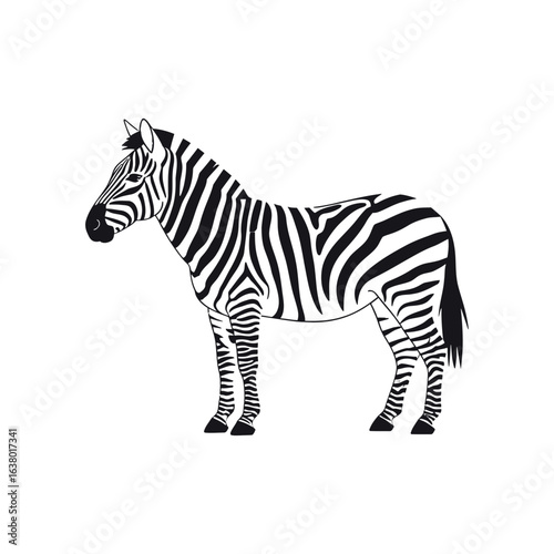 A zebra stands with black and white stripes facing left.