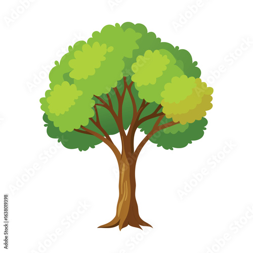 Poplar Tree Isolated on White Background Detailed Botanical Illustration