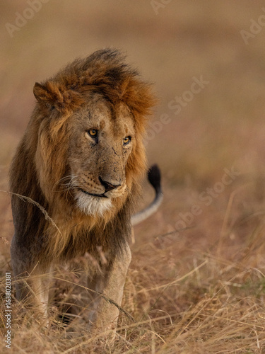 lion