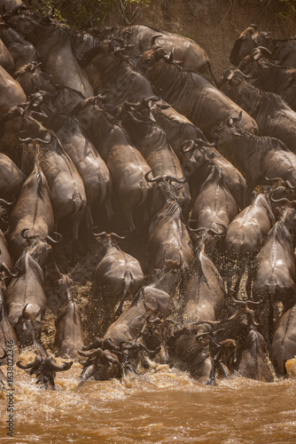 wildbeest migration in masai mara kenya