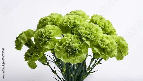 a bouquet of green carnations isolate on white background