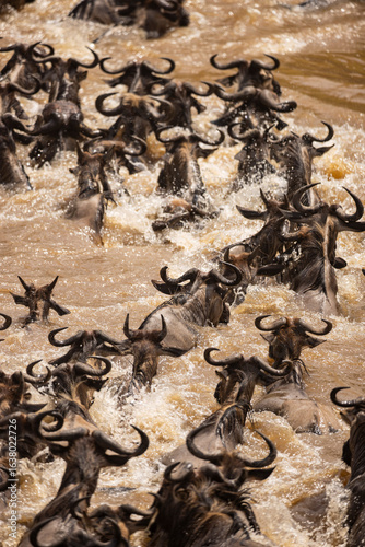 wildbeest migration in masai mara kenya