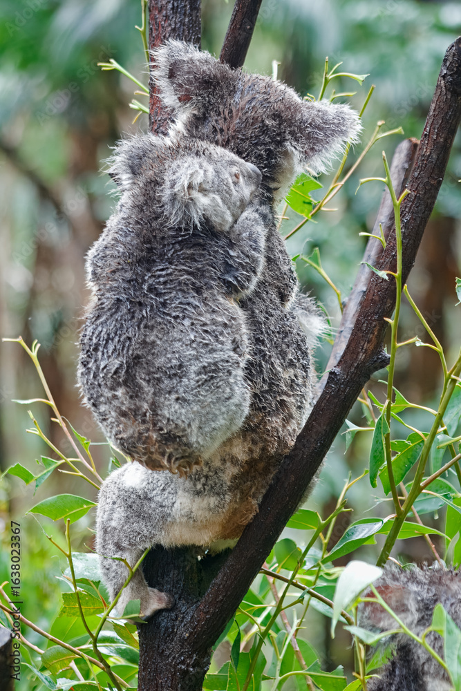 Obraz premium Adorable Wild Koala Eating Eucalyptus Leaves and Resting on Tree Branches in Natural Australian Habitat. Cute Wildlife Animal Close-Up in Daylight