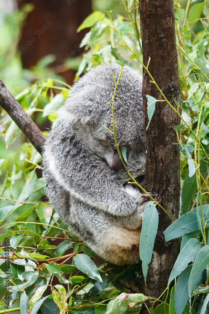 Obraz premium Adorable Wild Koala Eating Eucalyptus Leaves and Resting on Tree Branches in Natural Australian Habitat. Cute Wildlife Animal Close-Up in Daylight