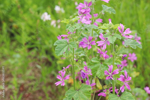 ピンクの花を咲かせるコモンマロウ