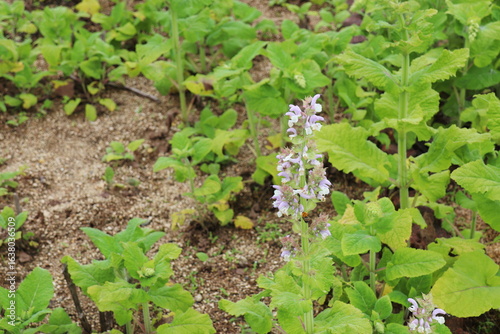 薄いピンク色の花のクラリーセージ