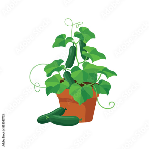 Healthy cucumber plant growing in a terracotta pot with ripe cucumbers