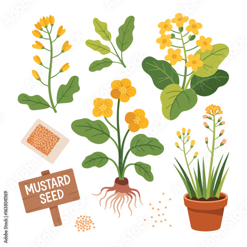 Collection of mustard plants and seeds in various stages of growth
