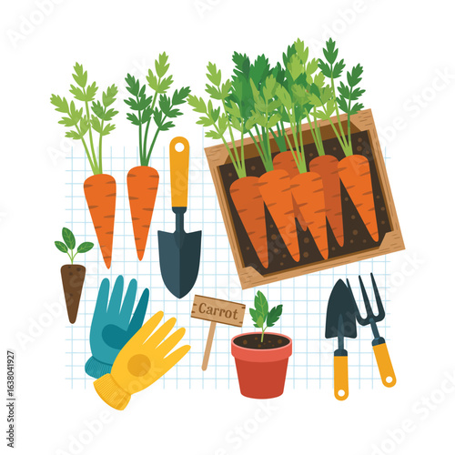 Freshly harvested carrots and gardening tools