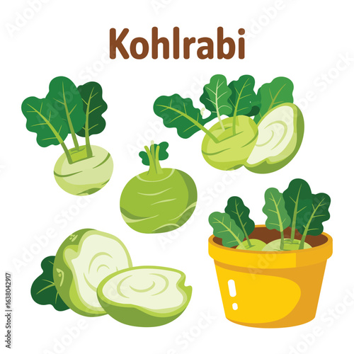 Fresh kohlrabi vegetable collection with leaves and slices