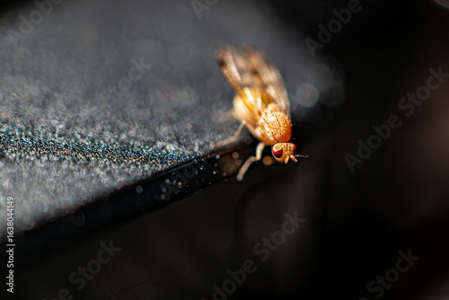 Foto Drosophila melanogaster, Schwarzbäuchige Fruchtfliege auf einem Ladegerät, on a