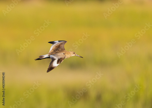 Graceful Flight of a Willet in the Golden Hour