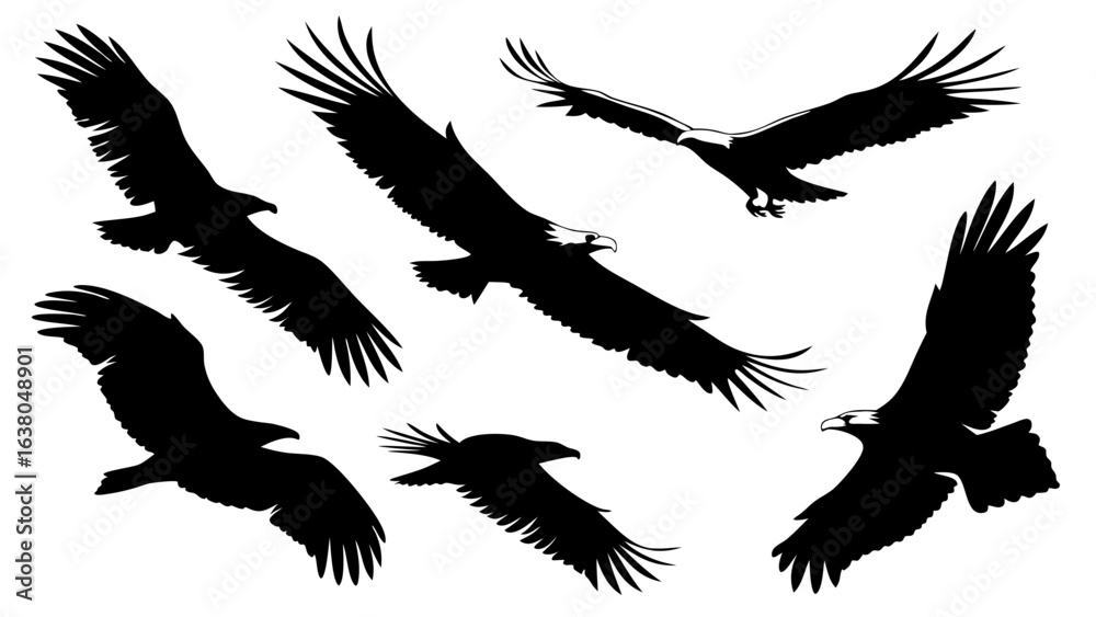 Fototapeta premium Silhouettes of Eagles in Flight.