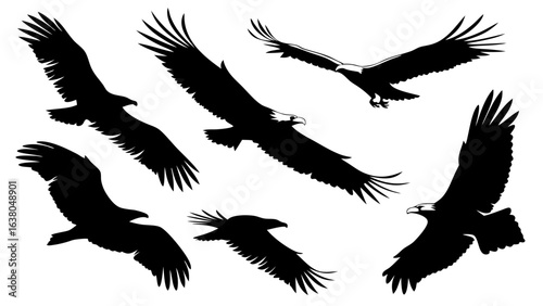 Silhouettes of Eagles in Flight.
