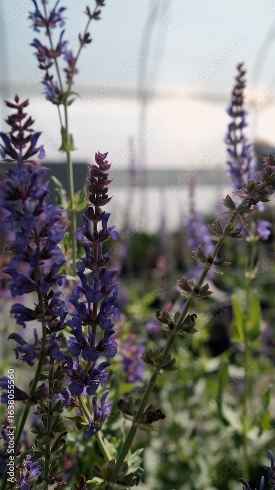 Obraz premium Salvia nemorosa. Bright lilac flowers grow in a greenhouse at a plant nursery.