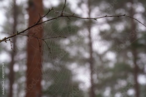 spider web on a tree branch on an autumn morning