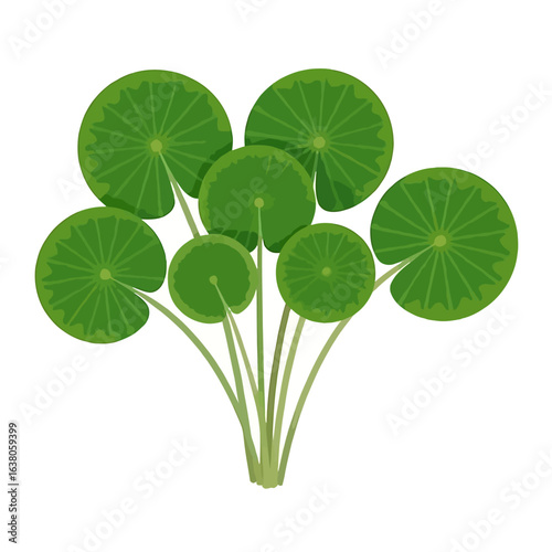 vector illustration green round leaves plant isolated on white background