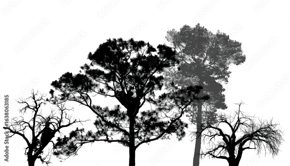 Obraz premium Silhouettes of Branches, Trees, Vector Background. Dry tree branches isolated on white background.