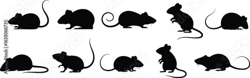 Silhouettes of mice in various poses, small rodents, wild animals, mouse tail, animal silhouettes, pest control, nature wildlife, cute mouse shapes