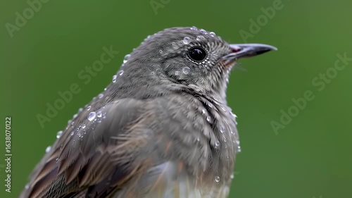 Close-up of a tiny bird with water droplets on its feathers against a soft green background