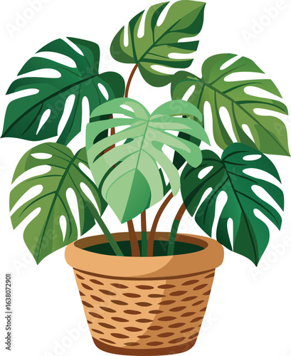 Monstera deliciosa in basket 