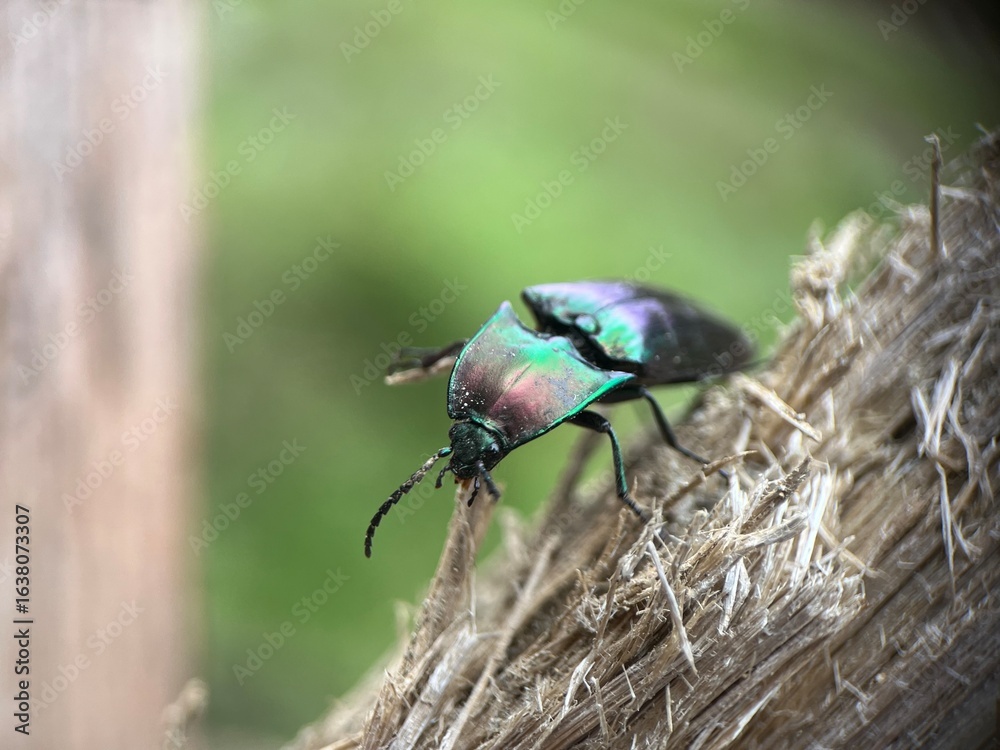 Naklejka premium bug on a leaf