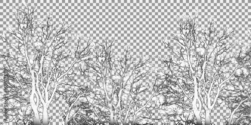 Dead tree branch isolated on white background, Object with clipping path. Leafless tree branches perspective. Top of trees against.