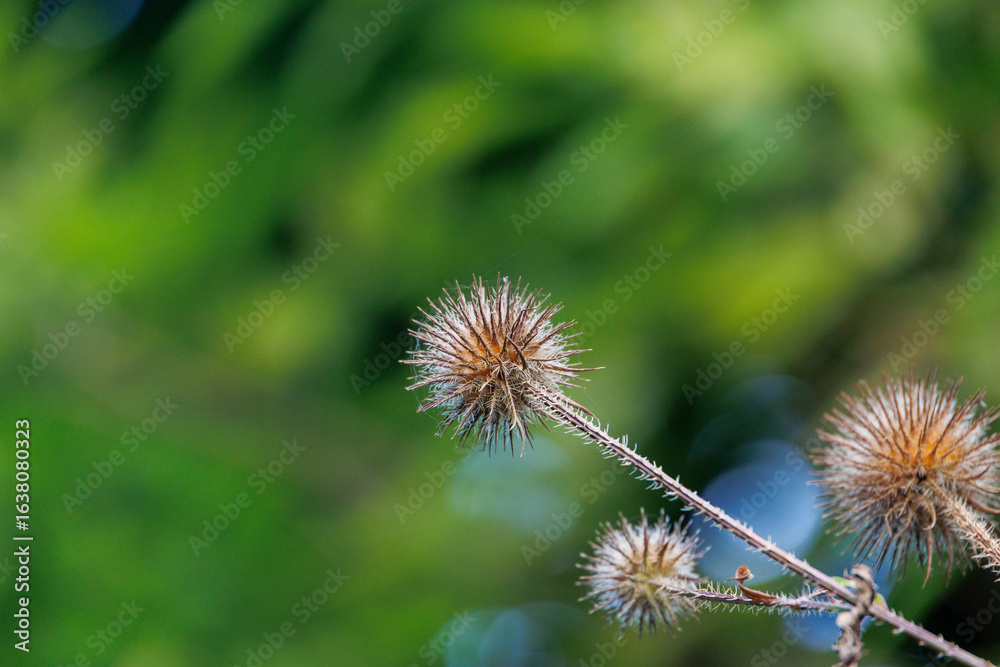 Obraz premium dry fruit of the slender card in front of a soft green blurred background in autumn