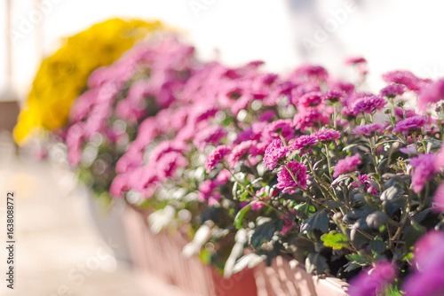 Bright pink chrysanthemums in planter with blurred yellow flowers in background