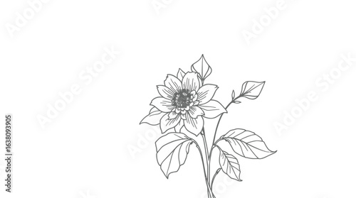 Elegant line drawing of a dahlia flower and stem.