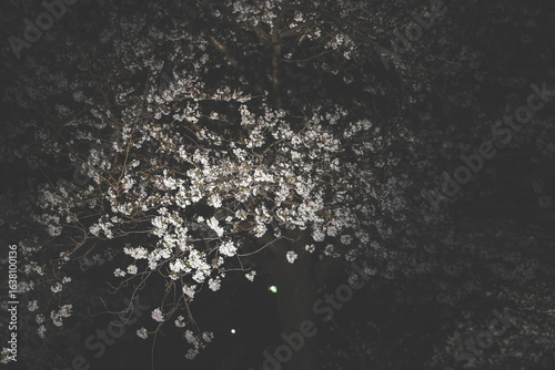 March 28 2025 Beautiful Blossom Trees Illuminated Against a Night Sky