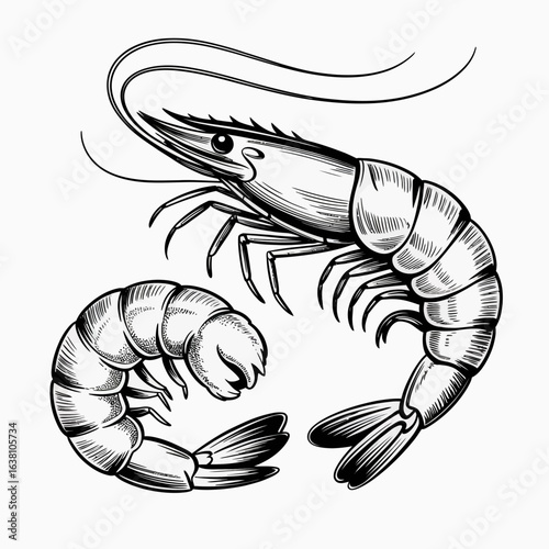 shrimp vector illustration