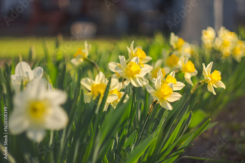 Vibrant Yellow Narcissus Flowers in Bloom During a Sunny Spring Day