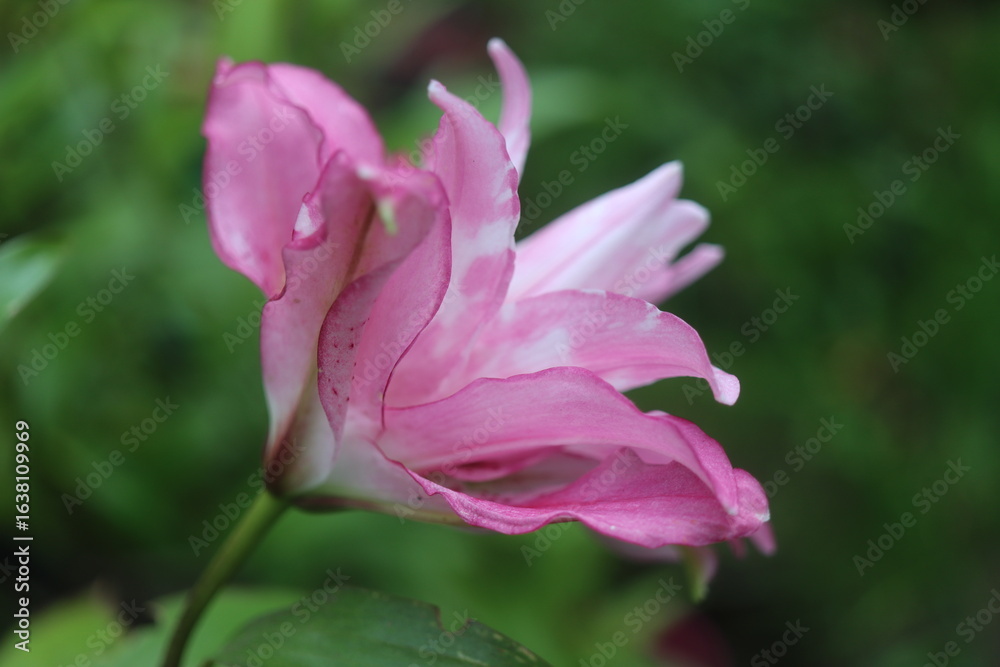 Fototapeta premium Lilia Pełna Sweet Rosy