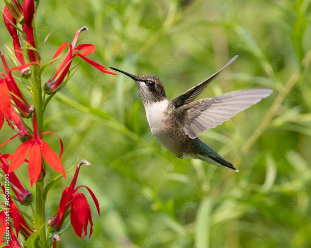 Naklejka premium Ruby-throated Hummingbird feeding on Red Cardinal plant 