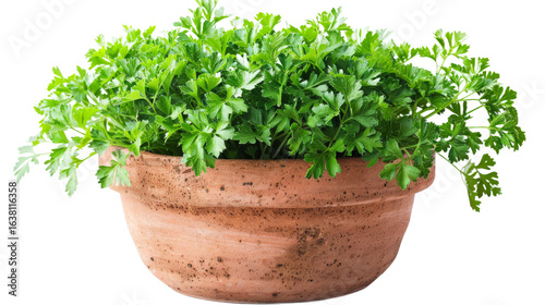 A vibrant potted parsley plant showcasing lush green leaves in a rustic terracotta pot, set against a blurred natural background, ideal for culinary and gardening themes