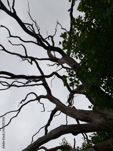 Striking tree with twisted bare branches and vibrant green leaves under an overcast sky. A moody, transitional scene blending decay and renewal in a dramatic natural contrast.
