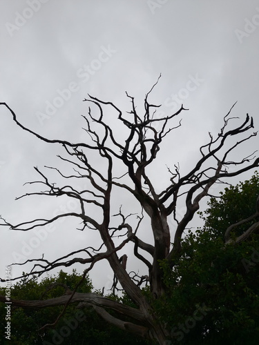 Stark silhouette of a leafless tree with twisted branches reaching into a cloudy sky, contrasted by green foliage below. A haunting, atmospheric scene perfect for Halloween themes.