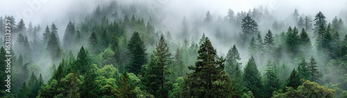 Misty forest canopy of tall evergreen trees