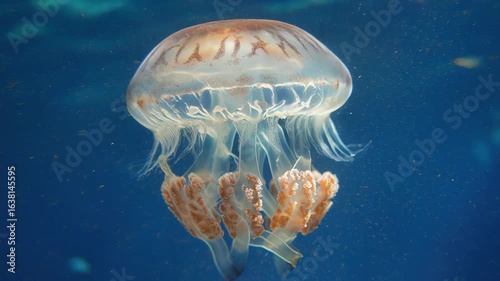 Graceful Jellyfish Swimming in Deep Blue Ocean - Close-up