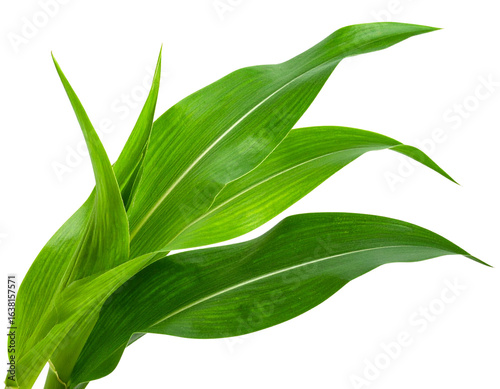  Vibrant Green Corn Plant Leaves with Stem Isolated on Black Background PNG