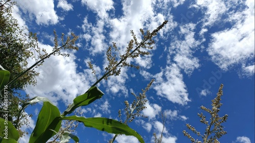 Green corn tassels reaching upward against a bright, cloud-dotted summer sky