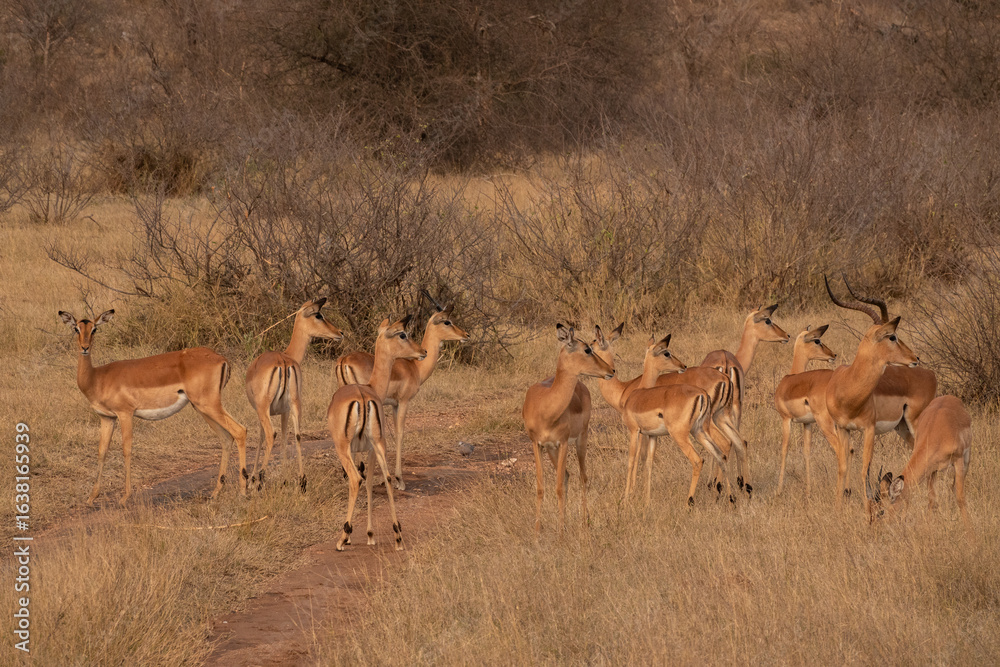 Naklejka premium Breeding herd of Impala look alert as they sense danger in Kruger National Park in South Africa