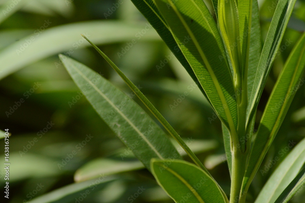 Obraz premium Nerium exotic lush leaves against black background, page border, copy space, dark background, botany, 